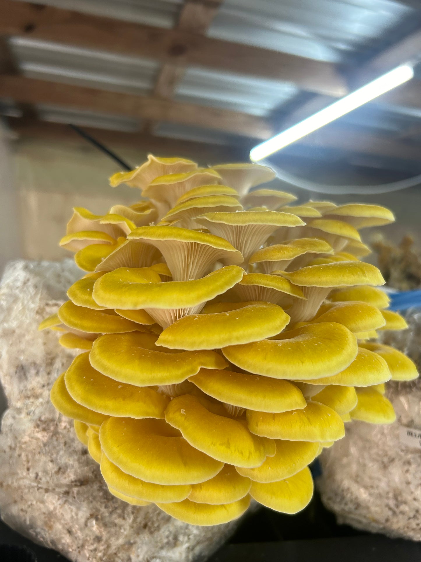 Fresh Mushrooms Golden Oyster