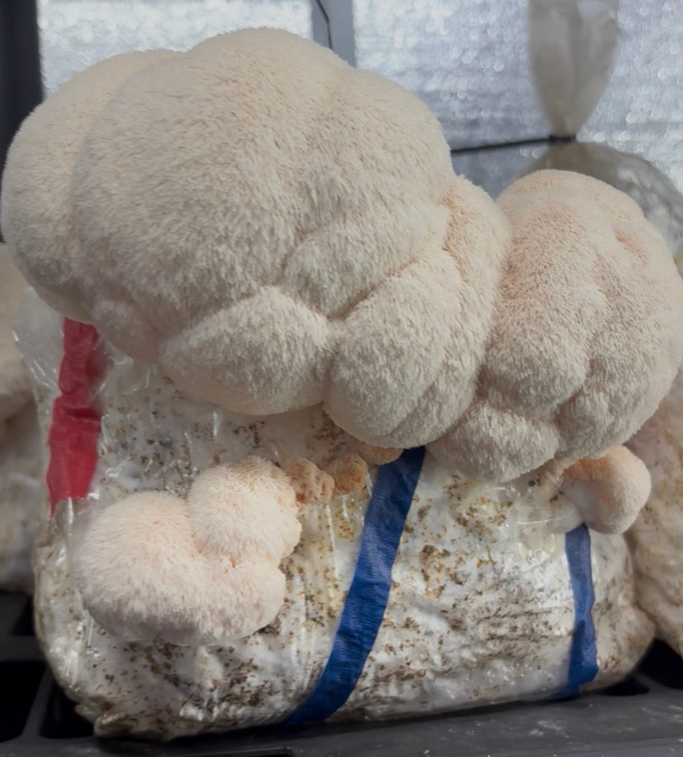 🍍 Littlestead Acres Pineapple Fire Lantern Hot Sauce with Lion’s Mane 🔥