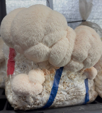 🍍 Littlestead Acres Pineapple Fire Lantern Hot Sauce with Lion’s Mane 🔥