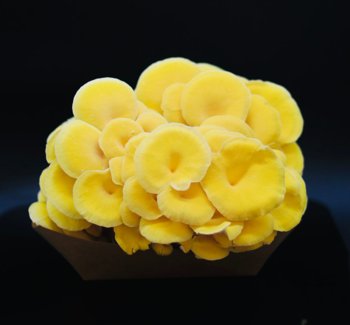 Fresh Mushrooms Golden Oyster