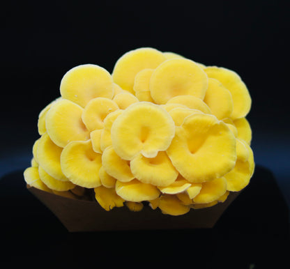 Fresh Mushrooms Golden Oyster