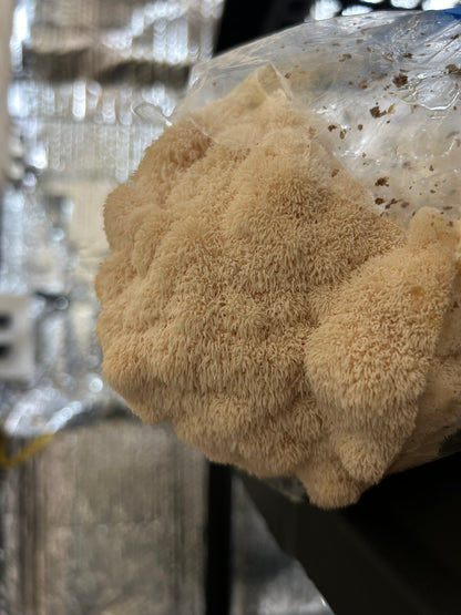 Fresh Mushrooms Lion’s Mane