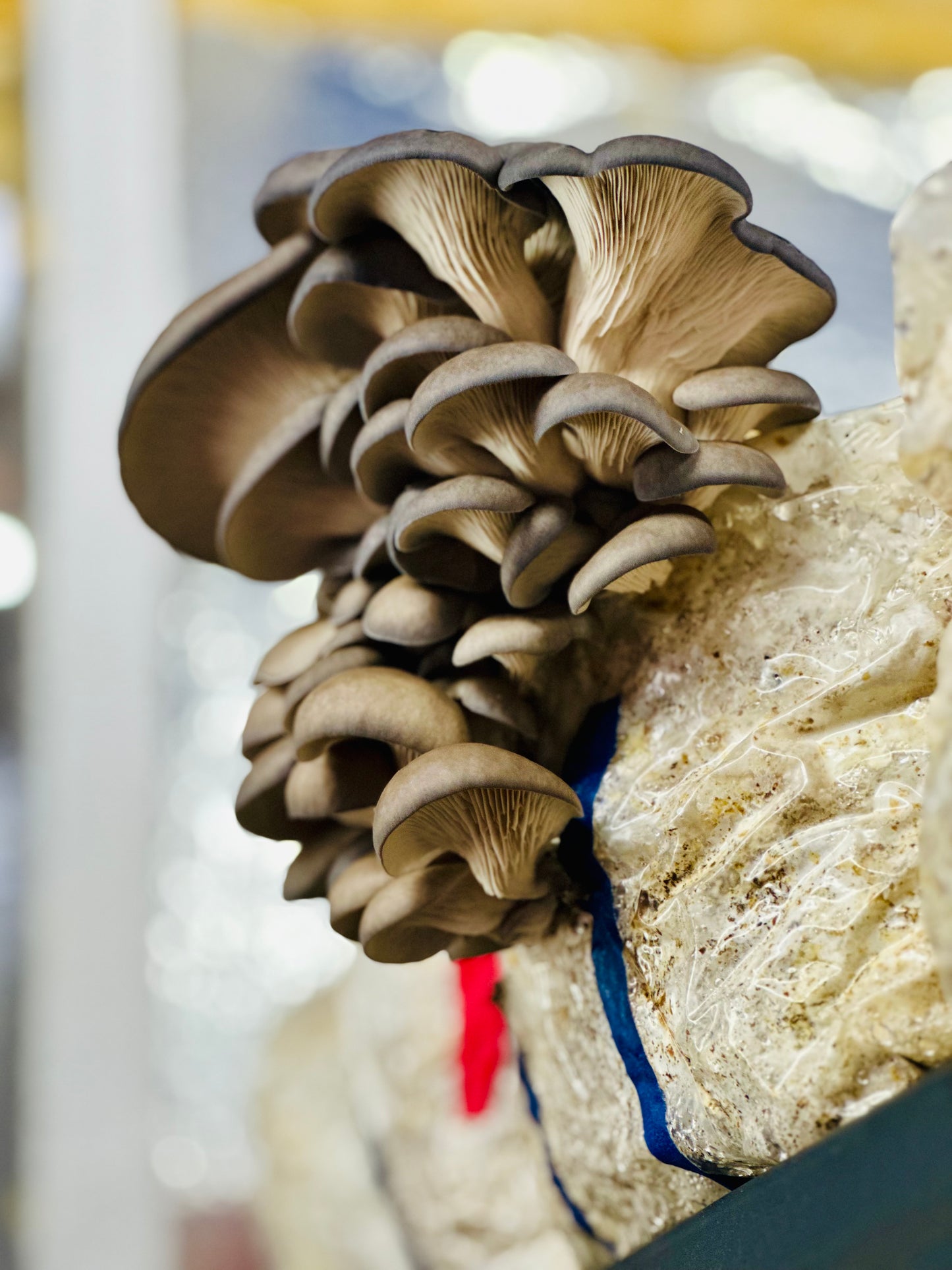 🌱 Littlestead Acres Spray & Grow Mushroom Kits 🍄