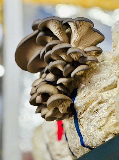 🌱 Littlestead Acres Spray & Grow Mushroom Kits 🍄