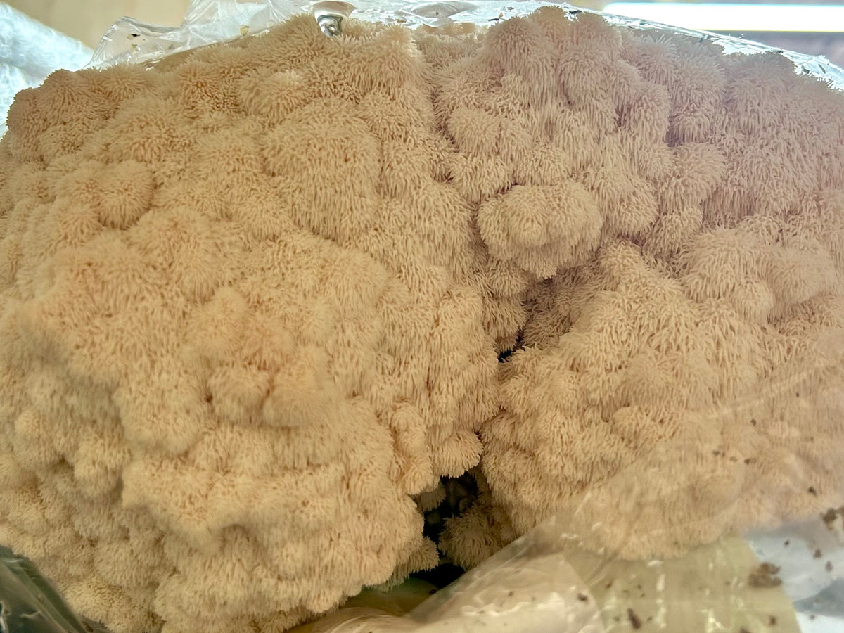 Fresh Mushrooms Lion’s Mane