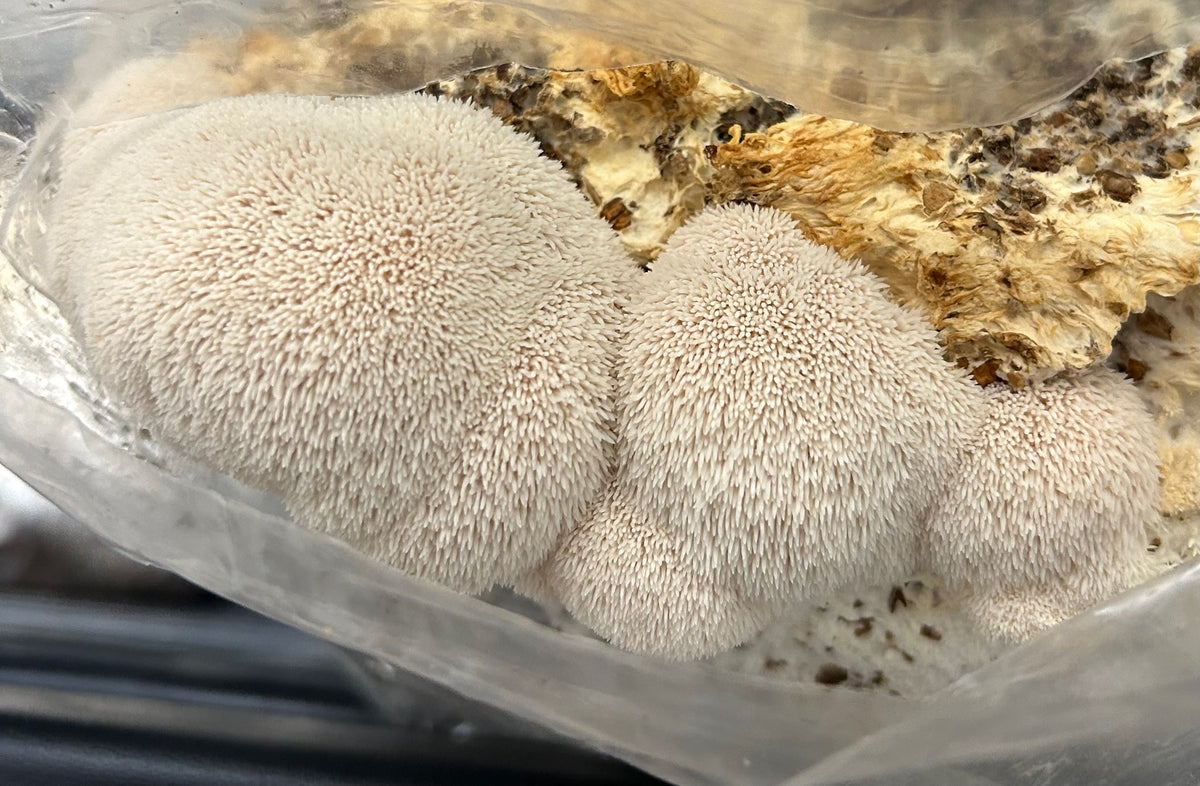 Fresh Mushrooms Lion’s Mane