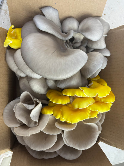 🌱 Littlestead Acres Spray & Grow Mushroom Kits 🍄