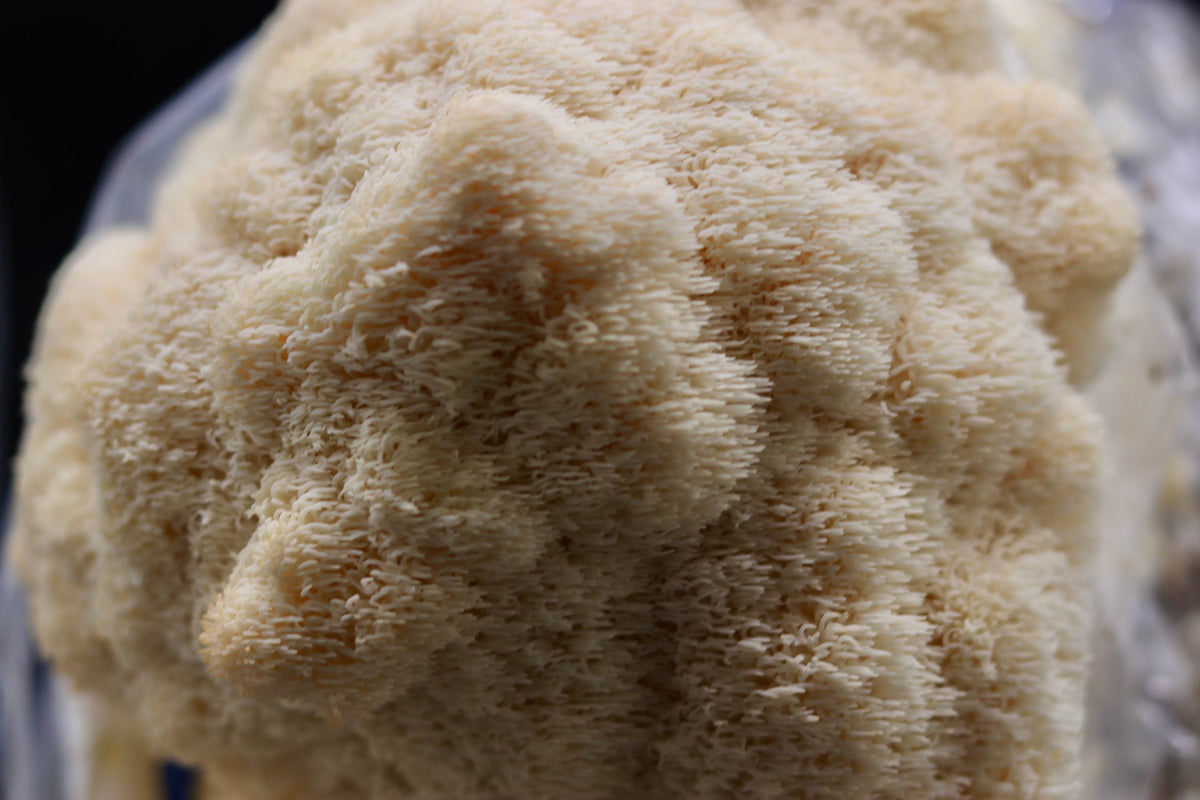 Fresh Mushrooms Lion’s Mane