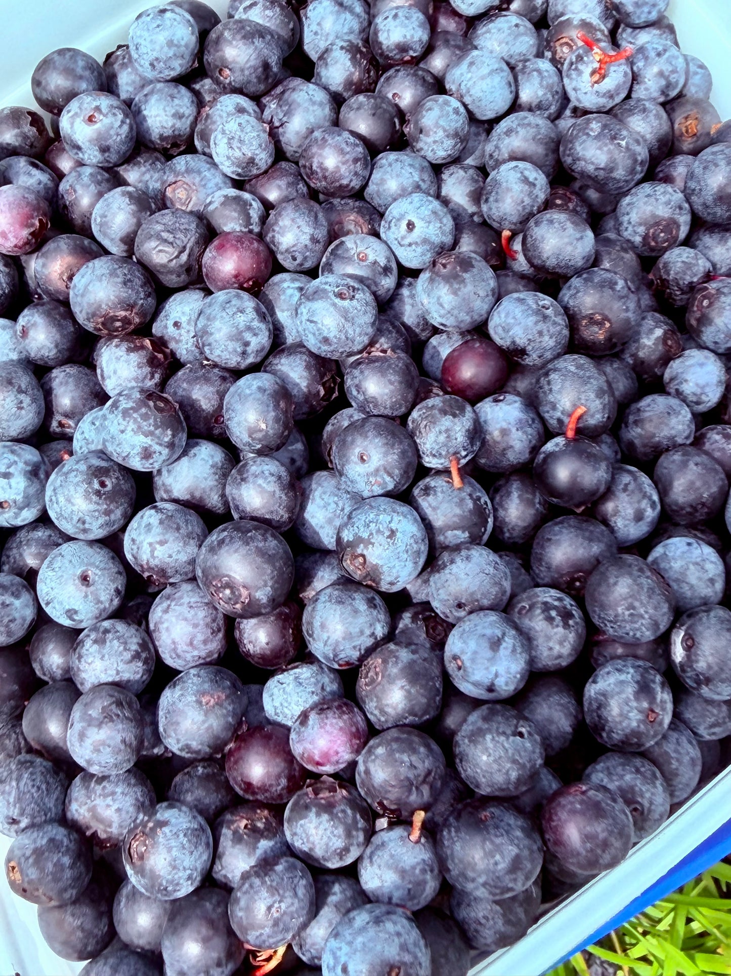 Blue Mane Bliss Blueberry 🫐 Jam Infused with Lion’s Mane
