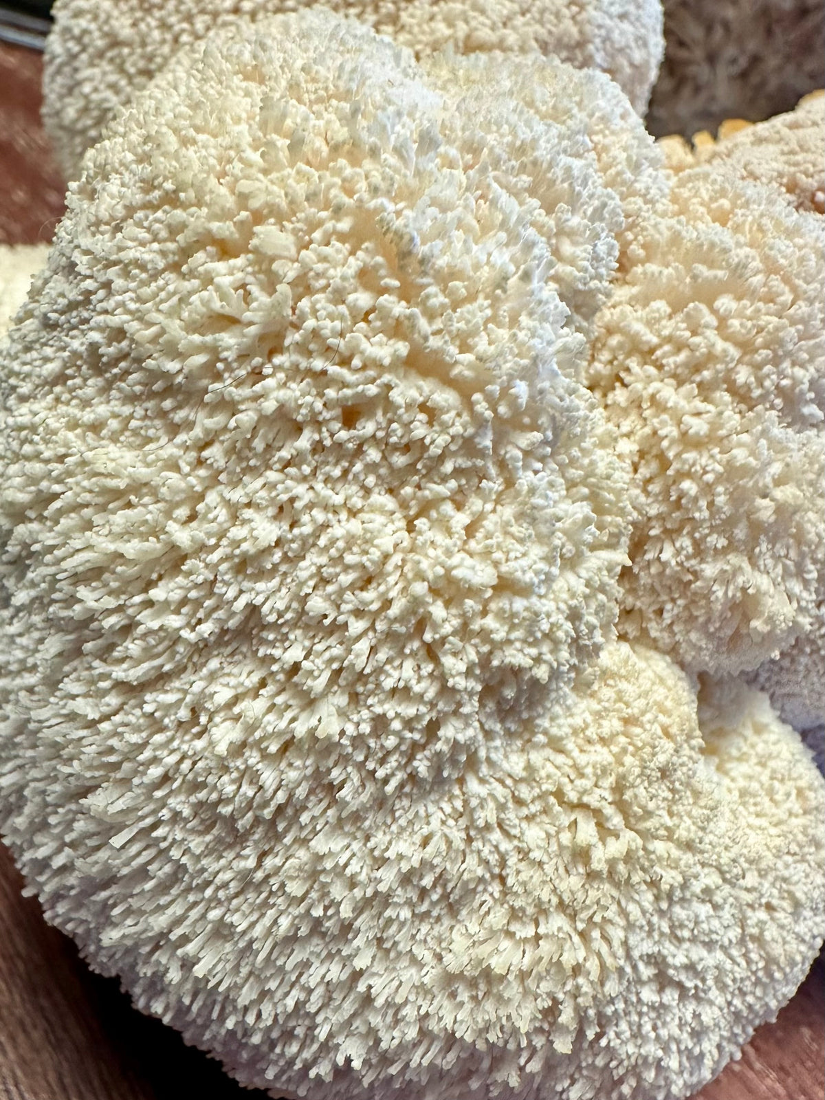 Fresh Mushrooms Lion’s Mane