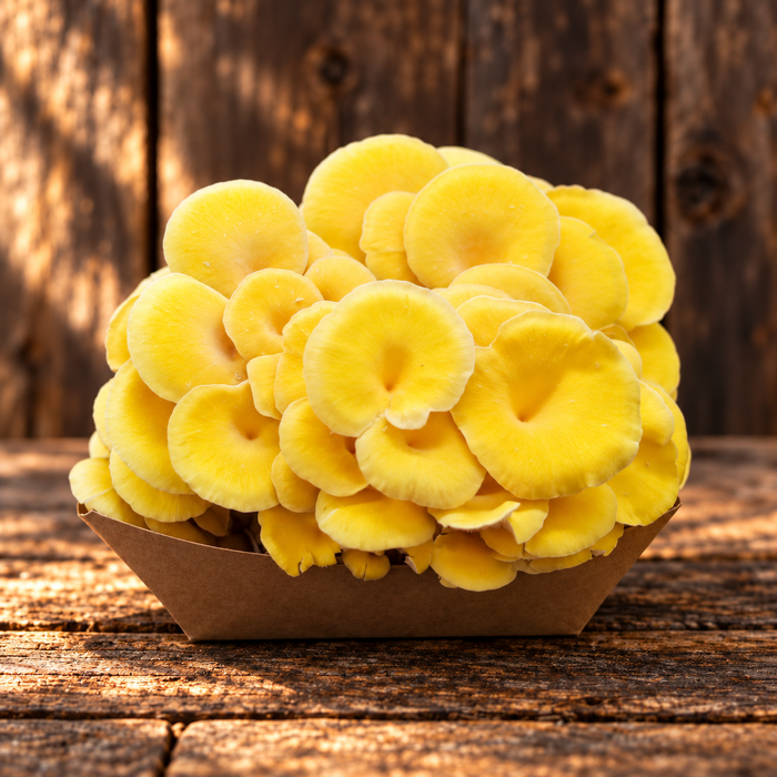 Fresh Mushrooms Golden Oyster