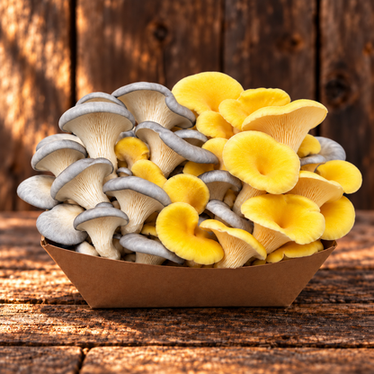 Pale gray Blue Oyster and yellow Golden Oyster mushrooms together on rustic wood